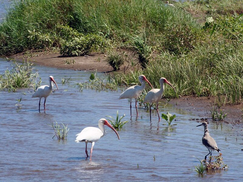 Cano Negro Wildlife Tour