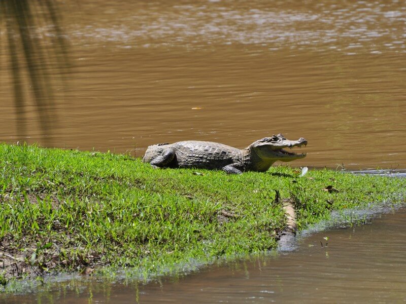 Cano Negro Wildlife Tour