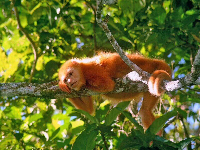 Cano Negro Wildlife Tour