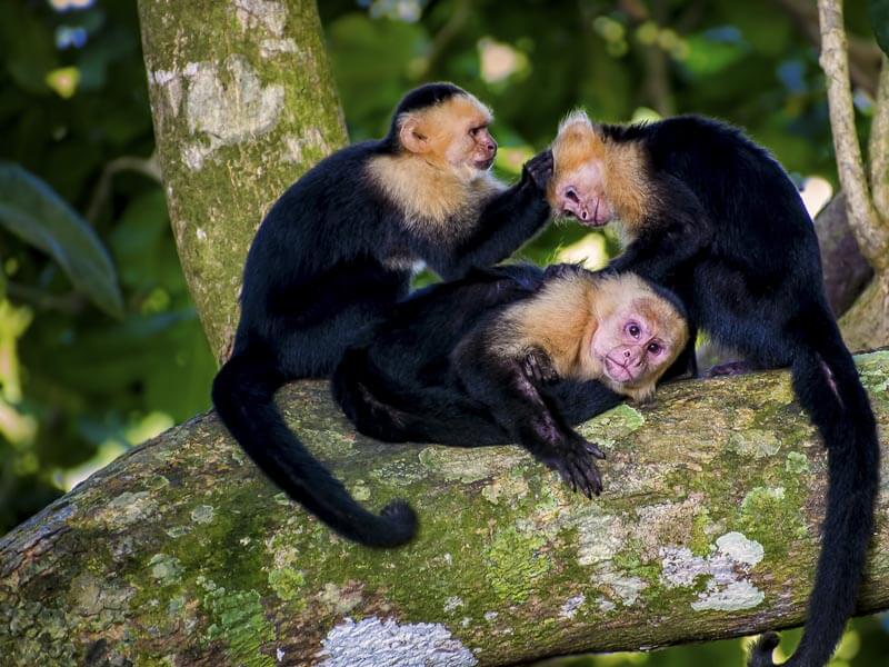 Manuel Antonio National Park