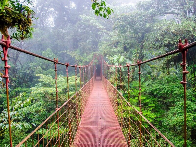 Monteverde Cloud Forest Tour