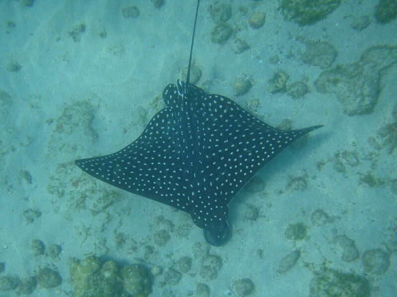 Cano Island Snorkeling