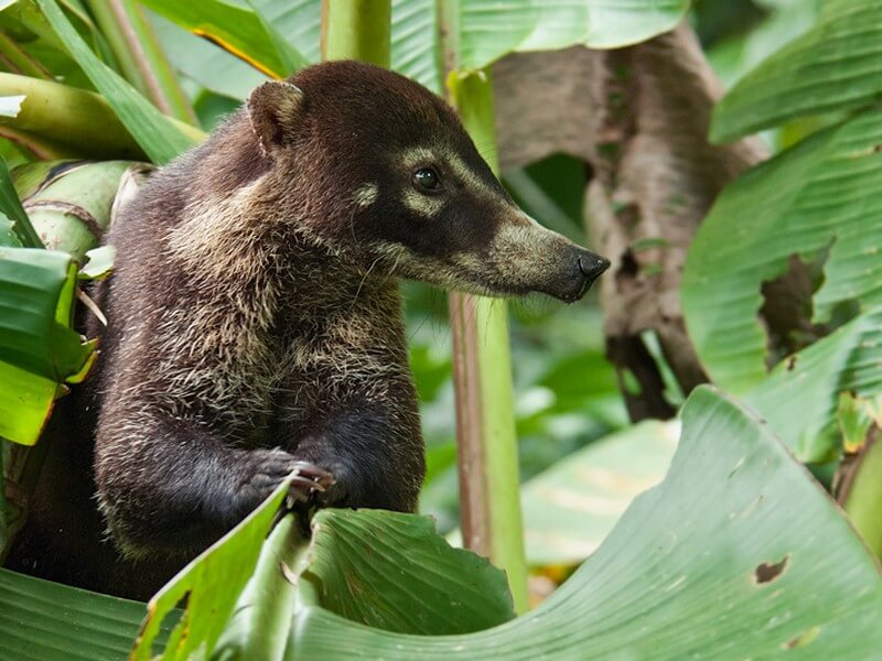 Corcovado National Park