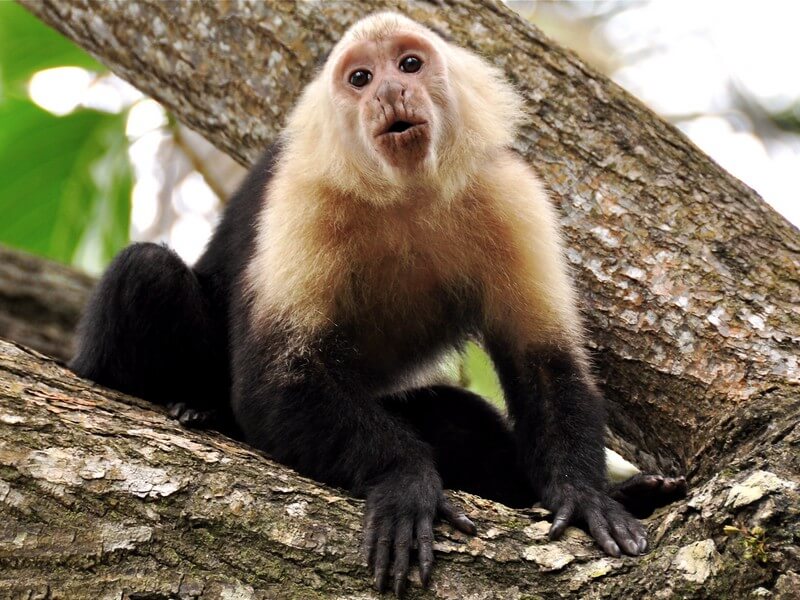 Corcovado National Park